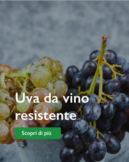 uva da vino resistente